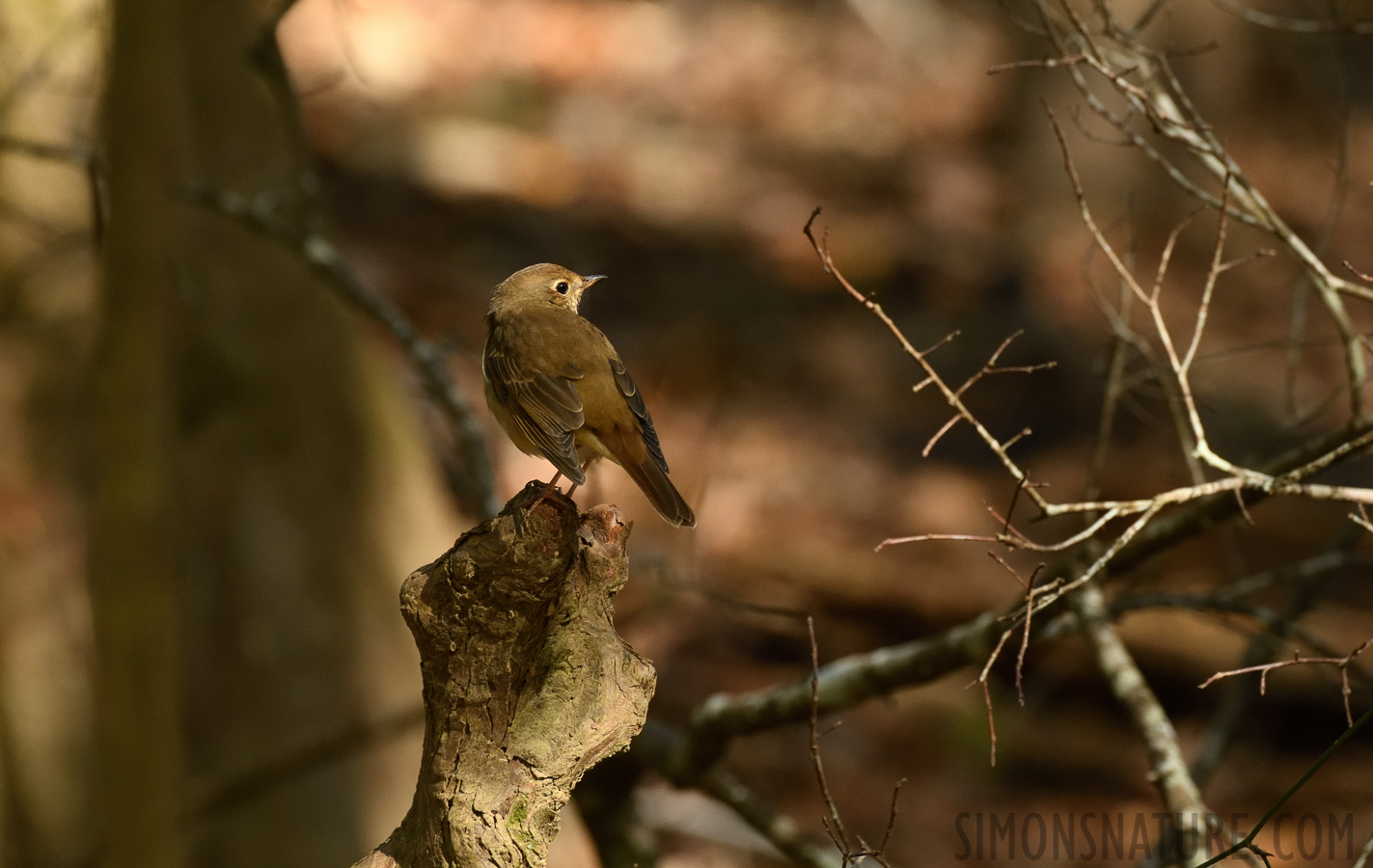 Catharus guttatus faxoni [400 mm, 1/400 sec at f / 7.1, ISO 2000]